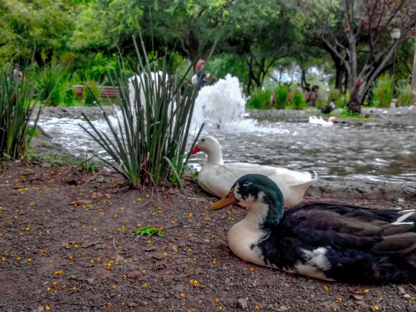 foto:Eduardo López Ibarra - lo hecho en México