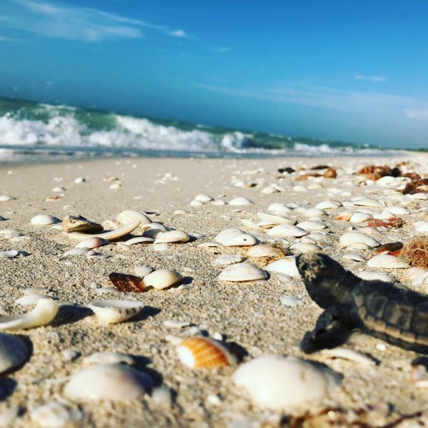 foto:Victor Alonso  Perez  Castilla - lo hecho en México