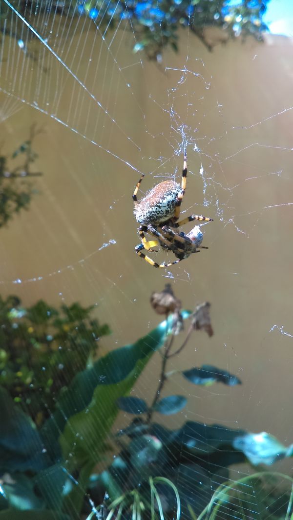 foto:JOSE ANTNIO ROMANO GALINDO - lo hecho en México