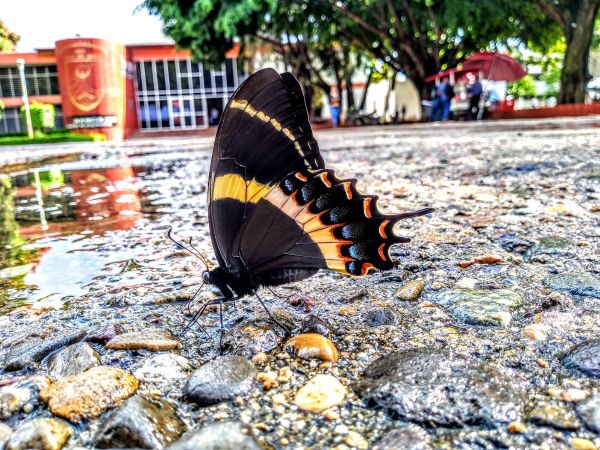 foto:Edwin Uriel Martínez Lara - lo hecho en México