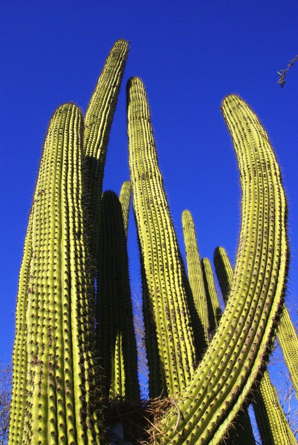 foto:Zaide  Sanchez Ceseña  - lo hecho en México