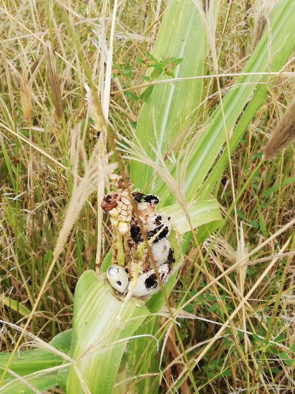 foto:Azucena Sarai Piña Luna - lo hecho en México