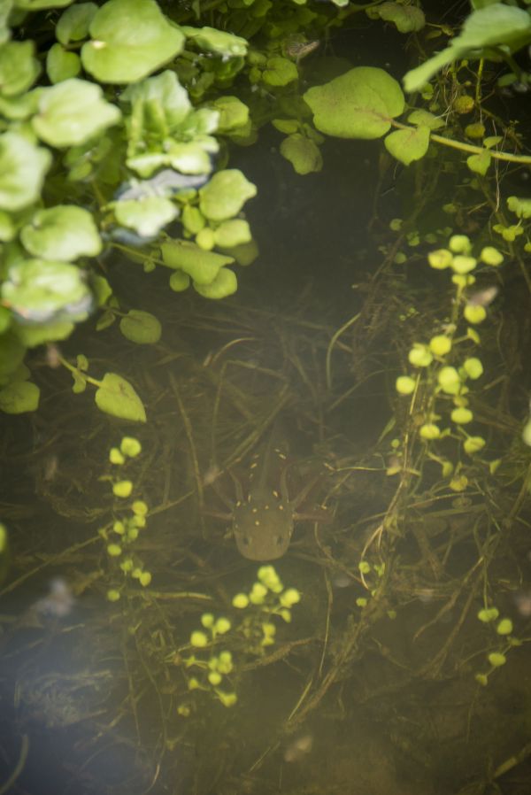 foto:Efrén Del Rosal Toussaint - lo hecho en México