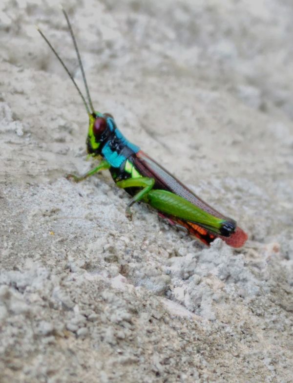 foto:ENRIQUE MENDEZ RAMIREZ - lo hecho en México