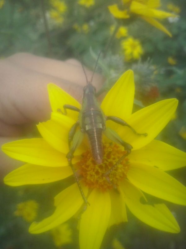 foto:Verónica Rodríguez Moreno - lo hecho en México