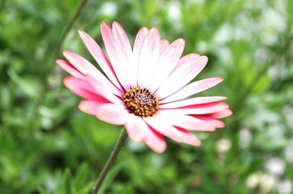 foto:Patricia Marlen Jiménez  Domínguez  - lo hecho en México