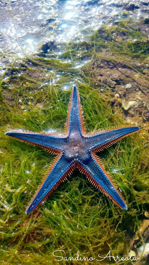 foto:Sandino  Arreola Lopez - lo hecho en México