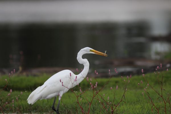 foto:J. Jesús Guerrero Ramírez - lo hecho en México