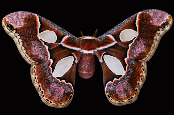 foto:AARON  HERNANDEZ  TAMEZ - lo hecho en México