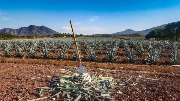 foto:Óscar Uriel Hernández Castro - lo hecho en México