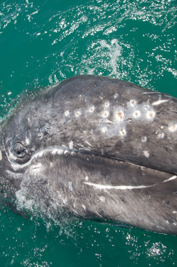 foto:FABRICIO  MARTINEZ FEDUCHY DOMINGO - lo hecho en México
