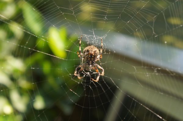 foto:Ramón Gerardo Amador Vázquez - lo hecho en México