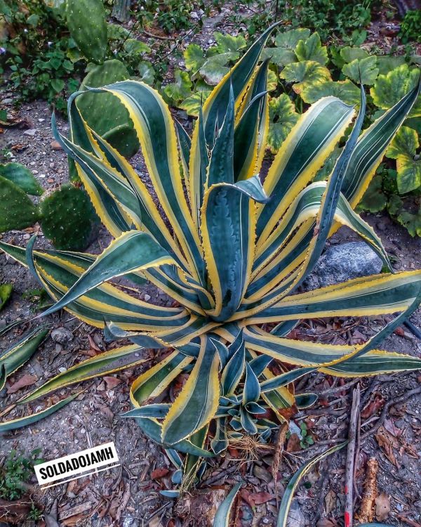 foto:José Alberto Merino Hernández - lo hecho en México
