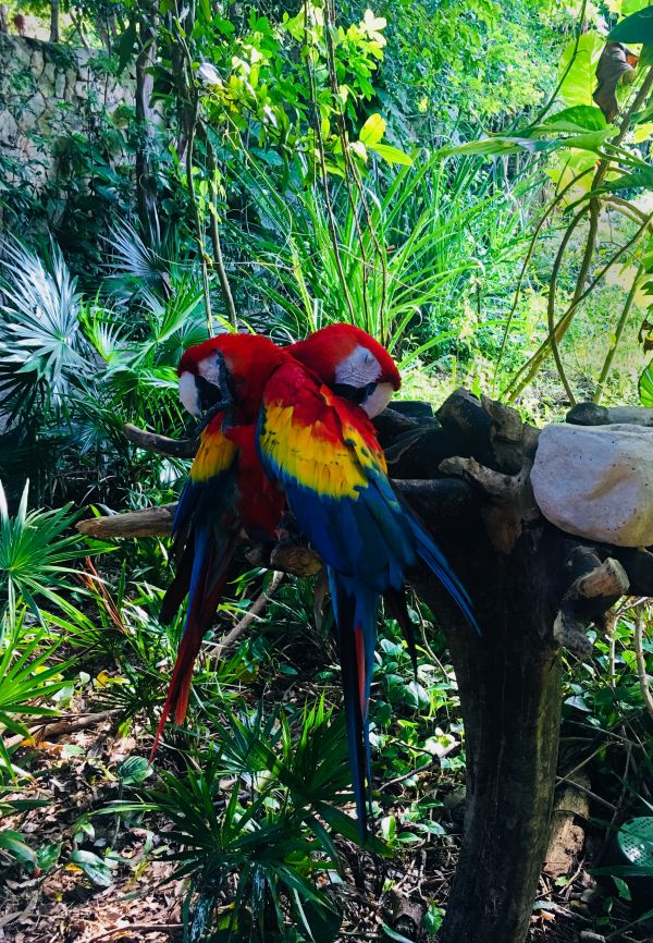 foto:María Isabel Guerrero  Zambrano - lo hecho en México