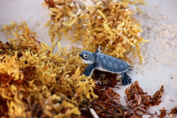 foto:Addy  Vazquez Perez - lo hecho en México