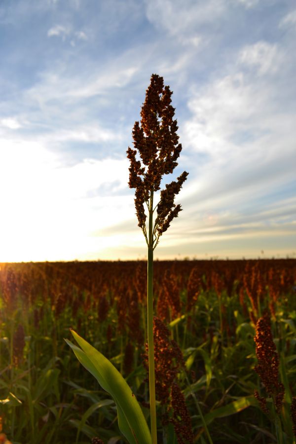 foto:Dannia Maricela Amparo  Hernandez - lo hecho en México