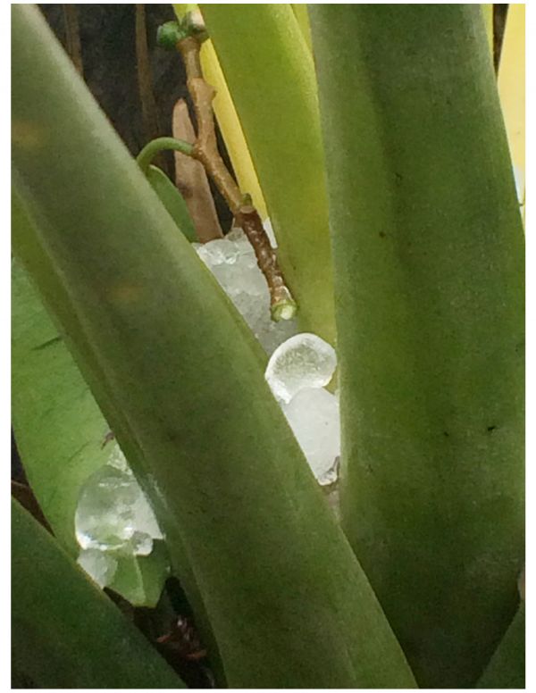 foto:Orso Juan Angulo Campillo - lo hecho en México