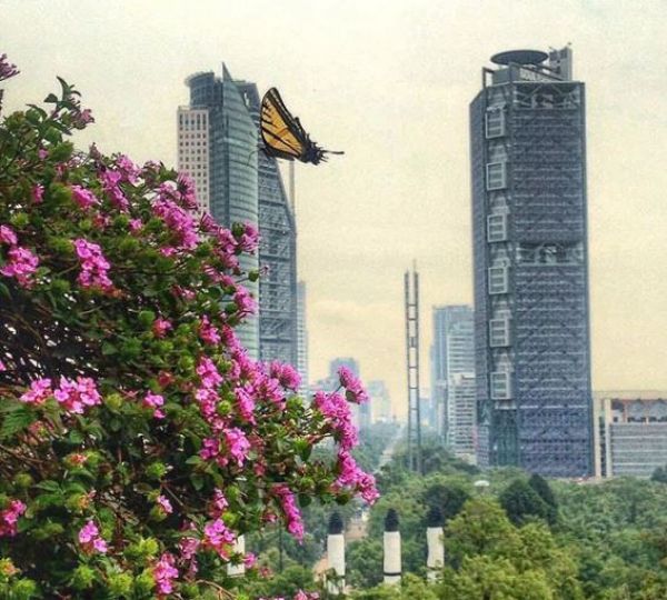 foto:Alvar Sauri aguilar - lo hecho en México