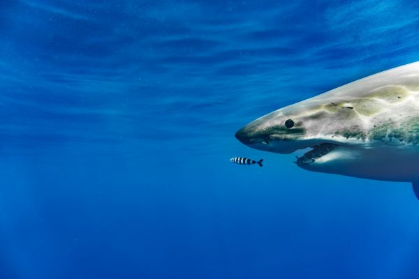foto:Julio Antonio De Regil Abdalá - lo hecho en México