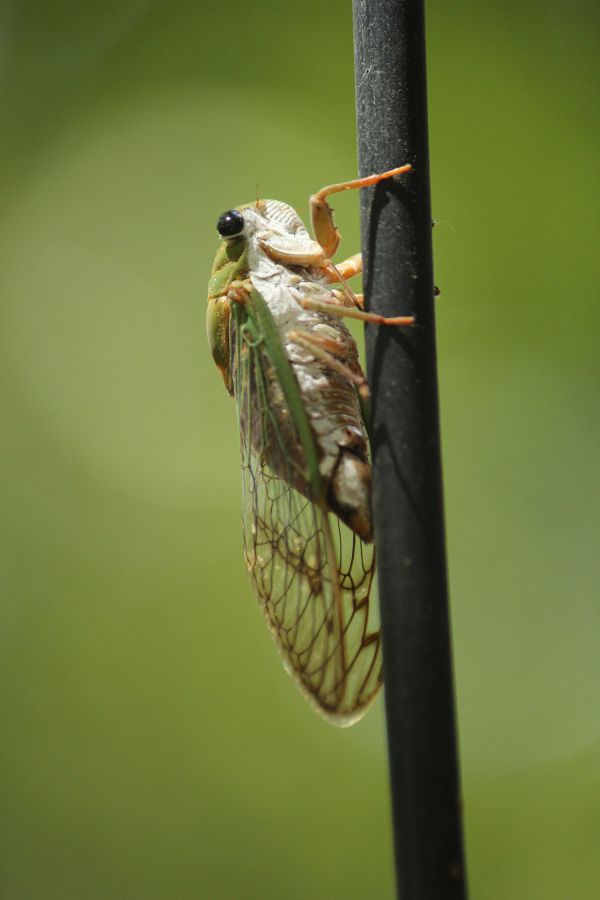 foto:GUILLERMO RODRIGUEZ RODRIGUEZ - lo hecho en México