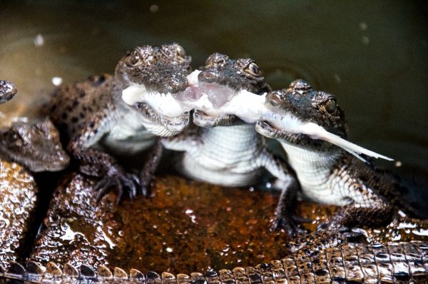 foto:Jose Daniel Godínez Bala - lo hecho en México