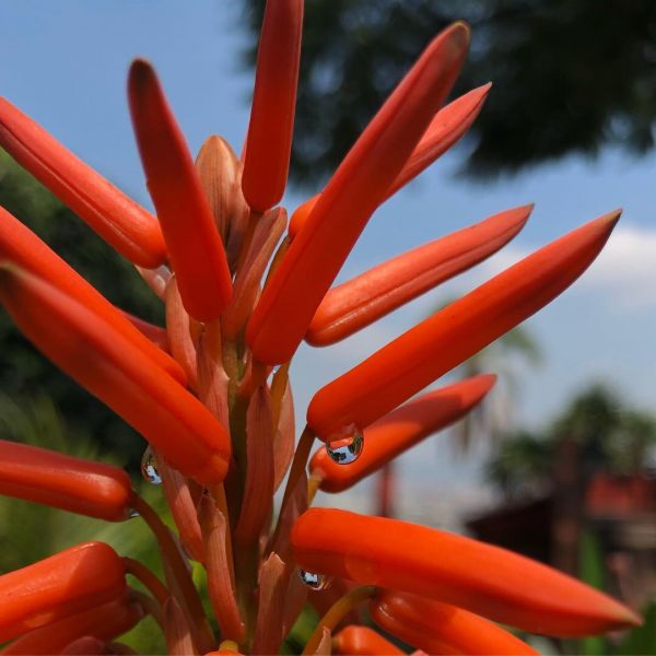 foto:Ma Rosario Birrueta  Mendoza - lo hecho en México