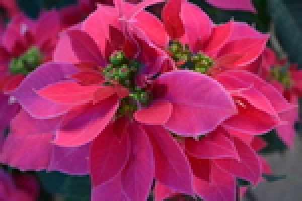 foto:Oliverio Valencia Cuesta - lo hecho en México