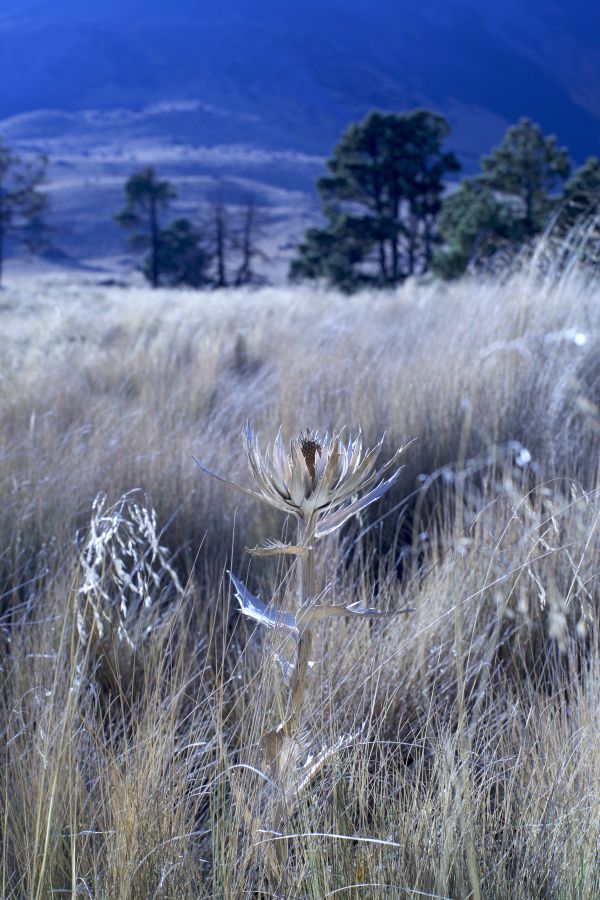 foto:David Londoño Suarez - lo hecho en México