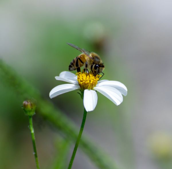 foto:Salvador  Castillo  Márquez - lo hecho en México
