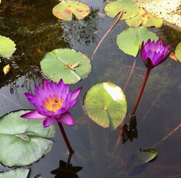 foto:EDITH ADRIANA MÉNDEZ RAMÍREZ - lo hecho en México