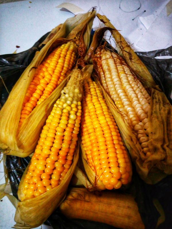 foto:gabriela González  Hurtazo - lo hecho en México