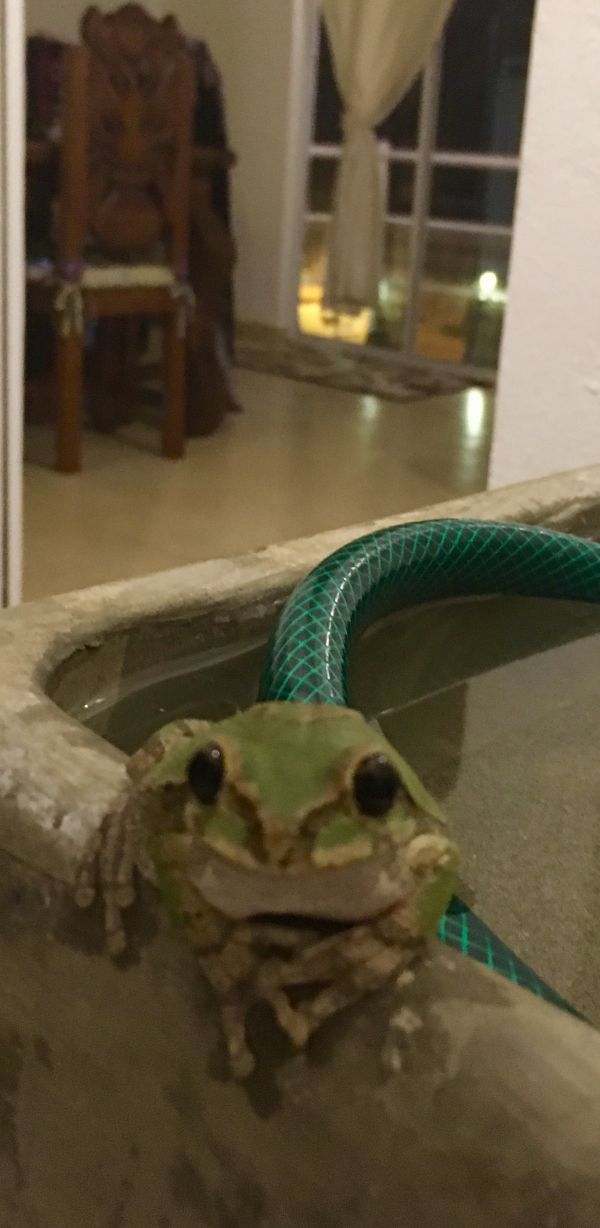 foto:MARÍA ANTONIETA  CAMPOS POLITO  - lo hecho en México