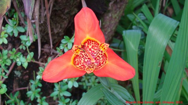 foto:Ricardo Diaz  Zarate - lo hecho en México