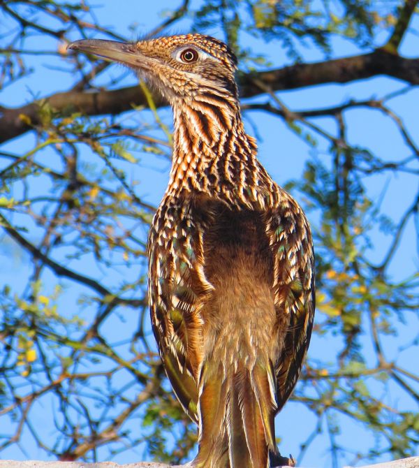 foto:Norma Consuelo Castro Escobedo - lo hecho en México