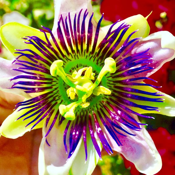 foto:Servando  Gomez  Huerta - lo hecho en México