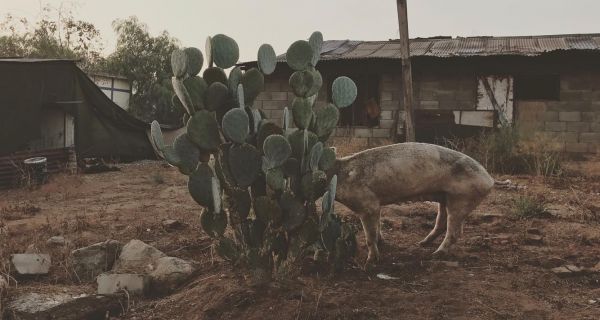 foto:José Baldomero García Soto - lo hecho en México