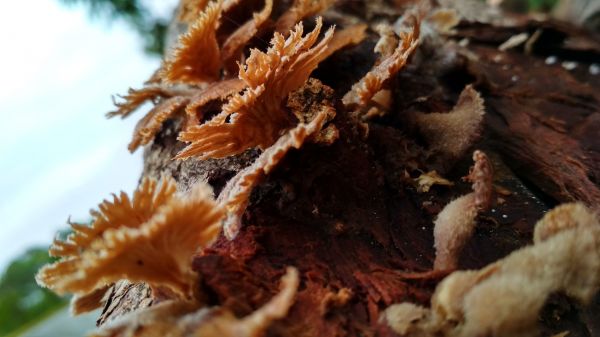 foto:Horacio Alejandro Pérez  Cabrera - lo hecho en México