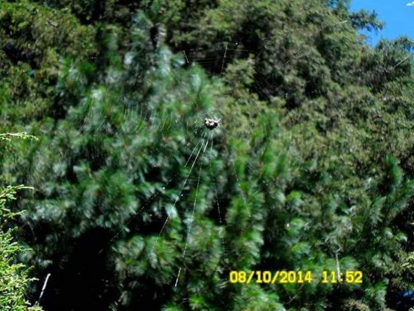 foto:Rosalba  Ruiz Cruz - lo hecho en México