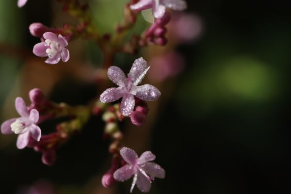 foto:Rene Lorenzo Perez - lo hecho en México