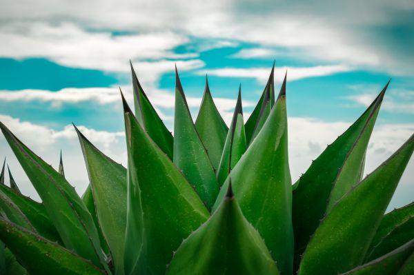 foto:Nazzar Jalili  Zuñiga - lo hecho en México