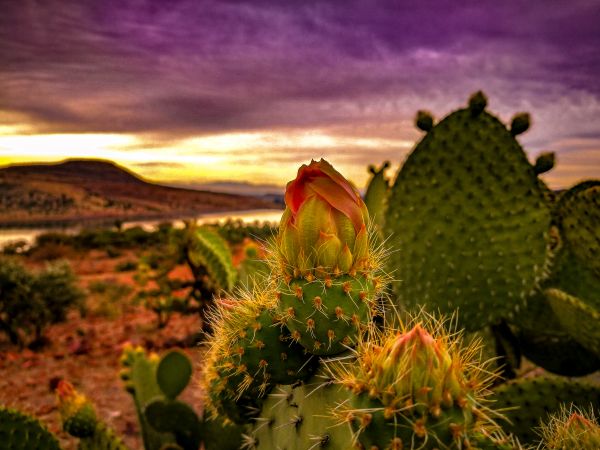 foto:Adrian Alejandro Barraza Barbosa - lo hecho en México