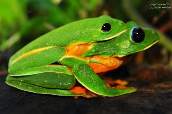 foto:Miguel Angel  Peñaloza  Montaño - lo hecho en México