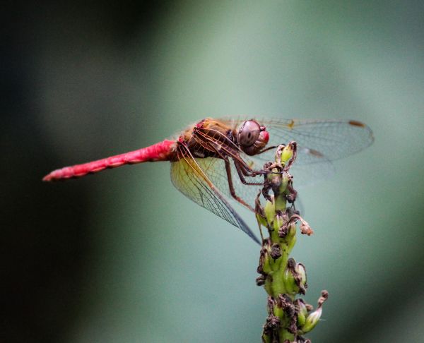 foto:Diego Alcobe Jara - lo hecho en México