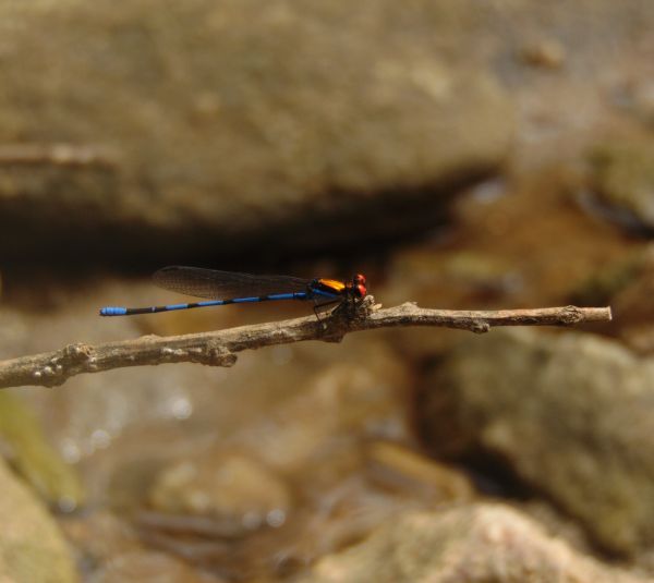 foto:Gerardo Alexander Martinez Verdugo - lo hecho en México