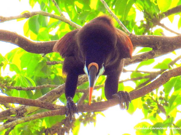foto:María Soledad  Carmona Camino  - lo hecho en México