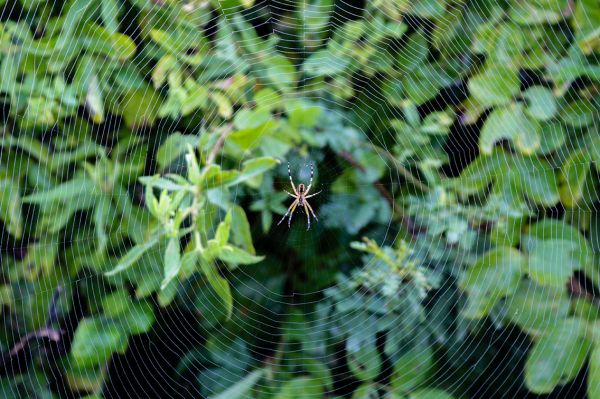 foto:Armando Rojano Urízar - lo hecho en México