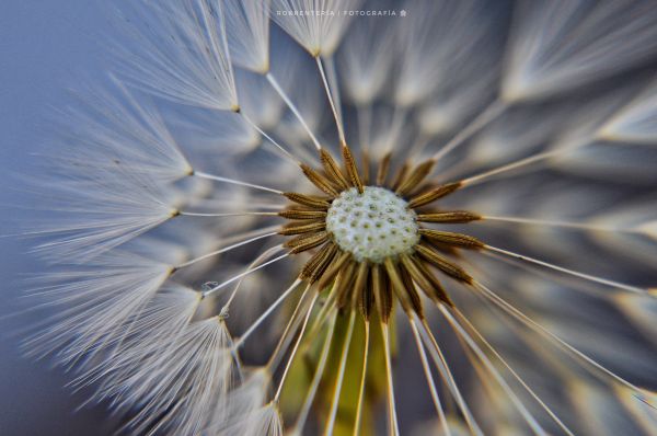 foto:Roxana Jazmín Rentería García Cano - lo hecho en México