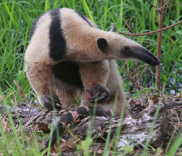 foto:Jose Alfredo Alegria Olivares - lo hecho en México