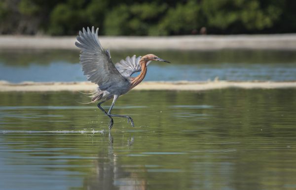foto:M. EUGENIA  VILLARREAL  RIOS - lo hecho en México