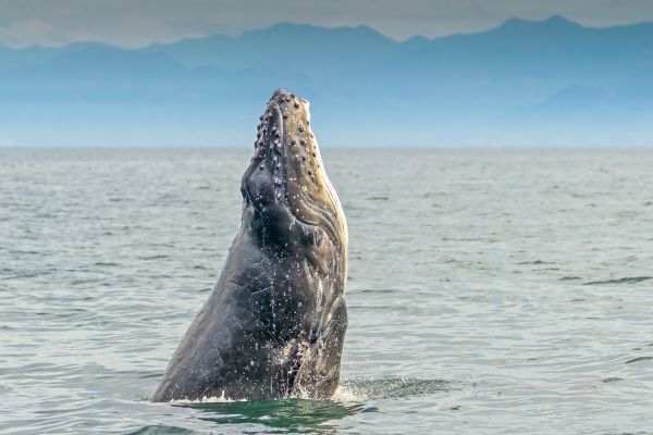foto:CARLA SANTANA TORRES - lo hecho en México